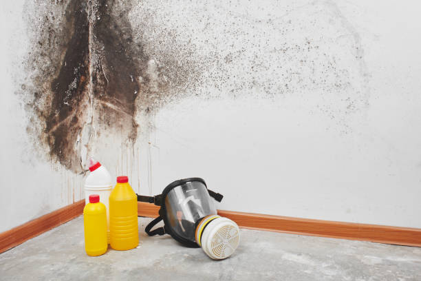 Best Residential Mold Removal  in New Lisbon, WI