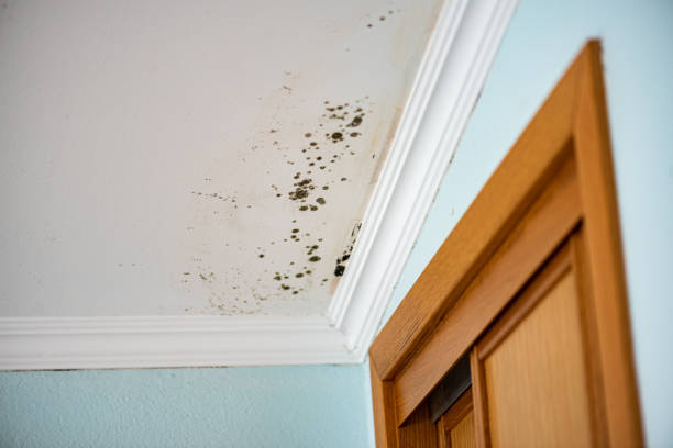 Crawl Space Mold Removal in New Lisbon, WI