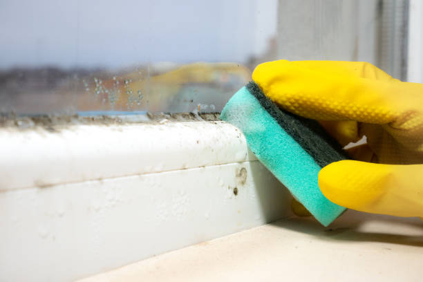 Best Local Mold Removal Service  in New Lisbon, WI