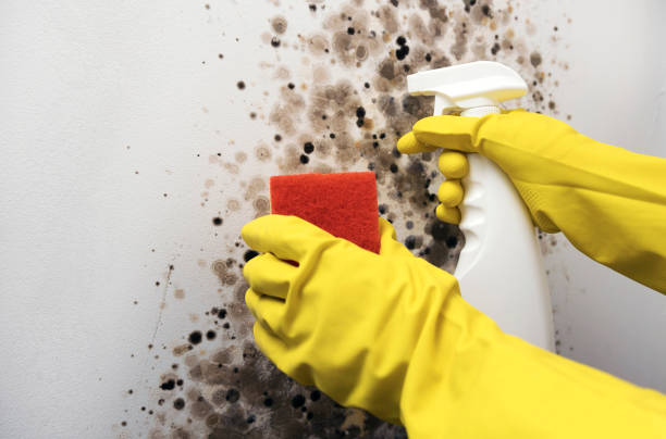 Best Emergency Mold Removal  in New Lisbon, WI