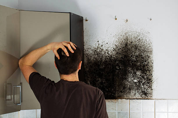 Best Affordable Mold Removal  in New Lisbon, WI