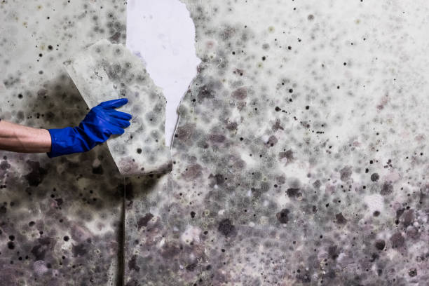 Best Same-Day Mold Removal  in New Lisbon, WI
