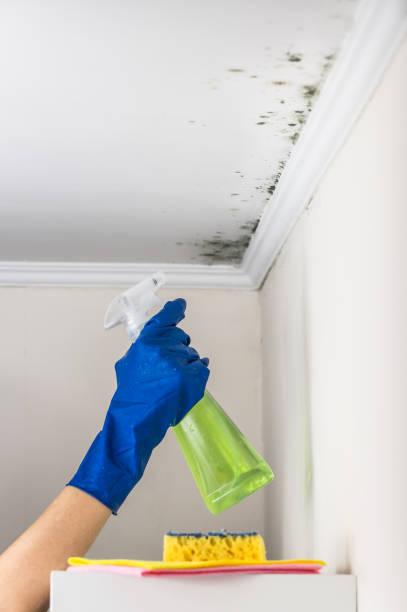 Best Mold Remediation Services  in New Lisbon, WI